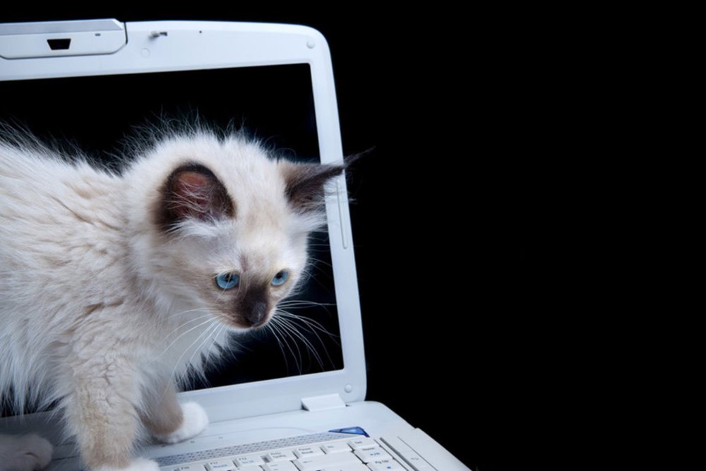 Кошка на клаве