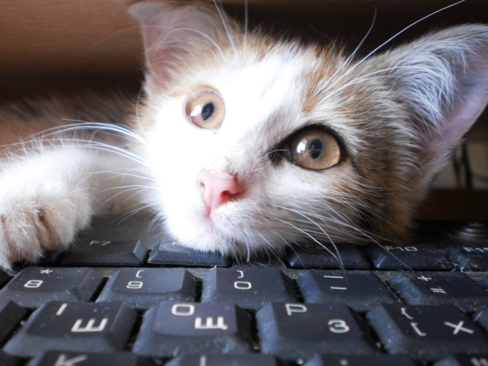 Котенок на клавиатуре