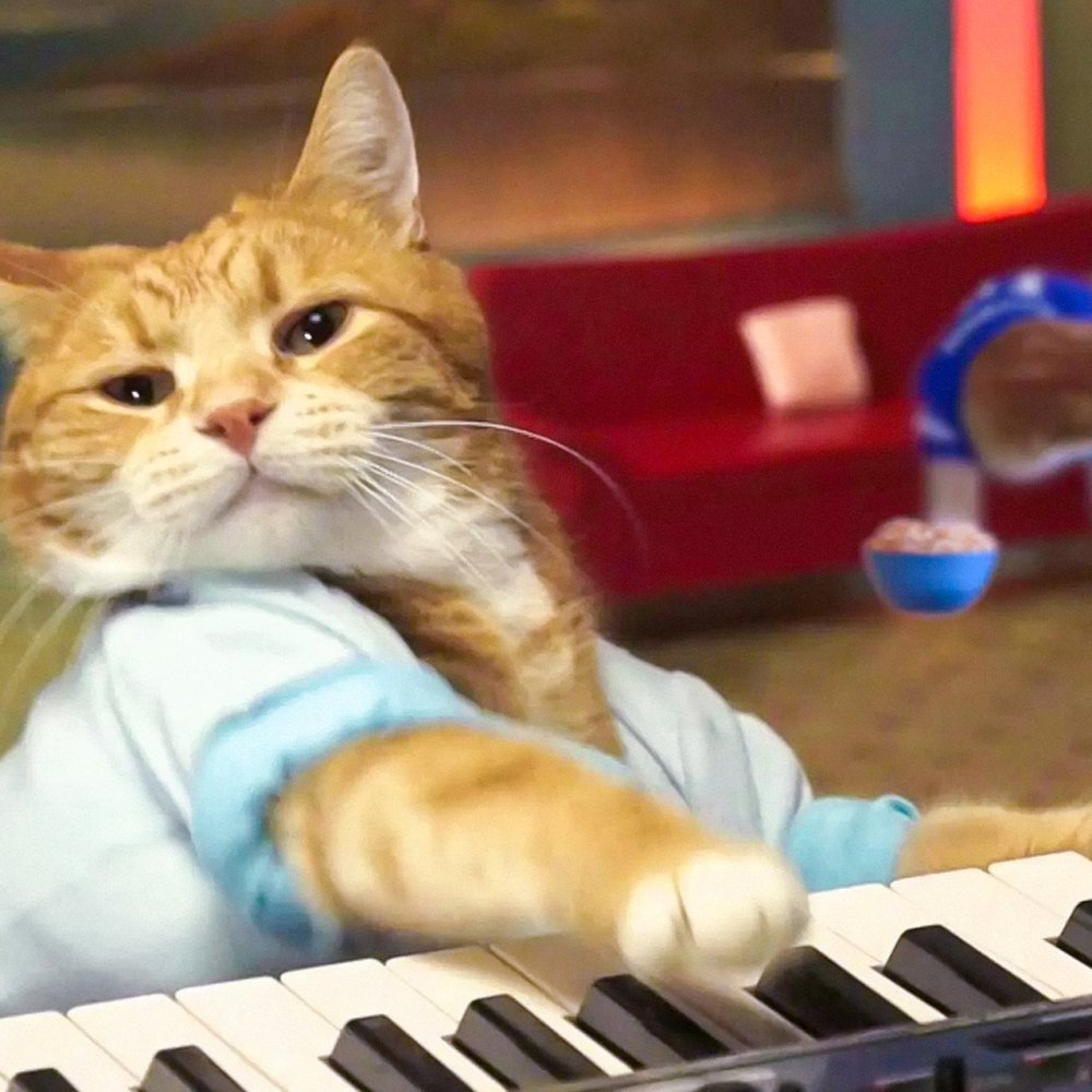 Кот пианист Бенто