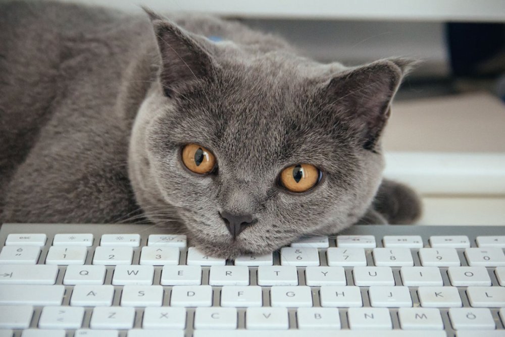 Кошачья клавиатура