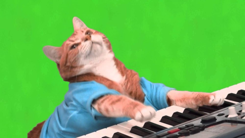 Котик на клавиатуре
