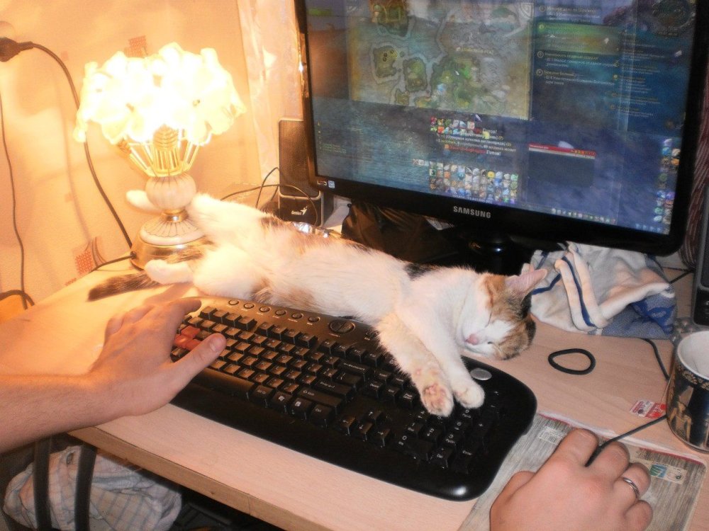 Котенок на клавиатуре