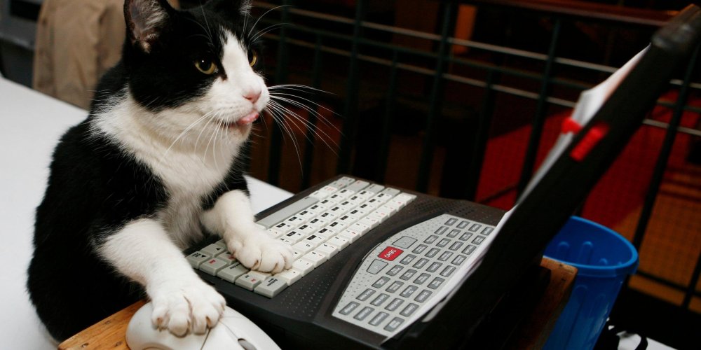 Коты на клавиатуре