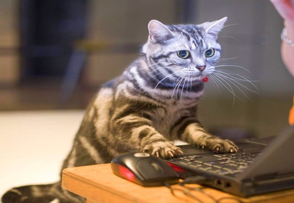 Коты за компьютером