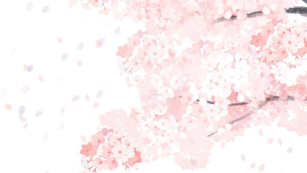 Нежная Сакура на белом фоне