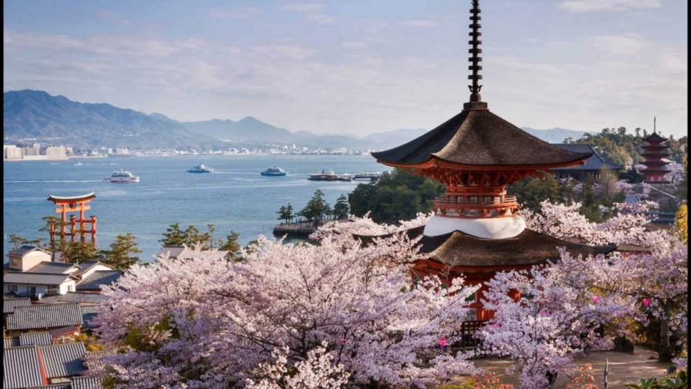 Сеул Сакура