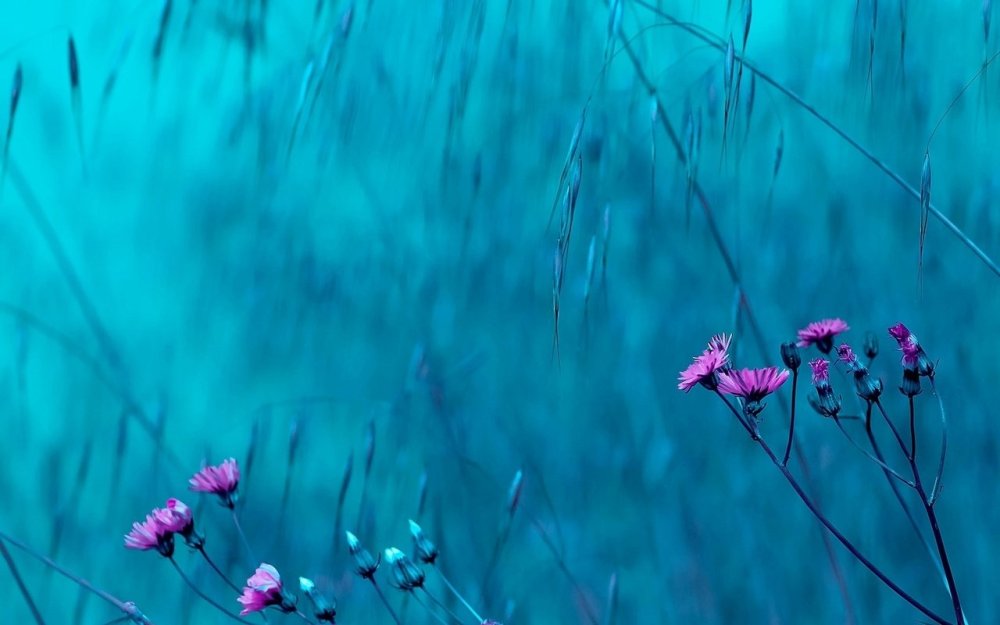 Цветы на нежно голубом фоне