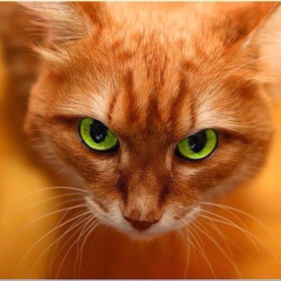 Бенгальская короткошерстная кошка рыжая