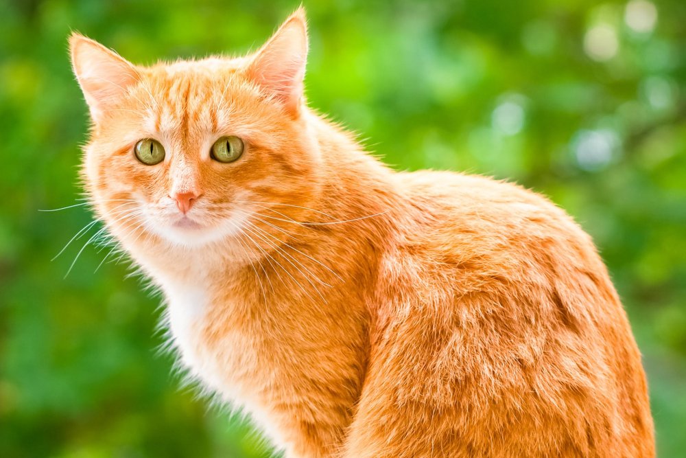 Рыжая кошка на зеленом фоне