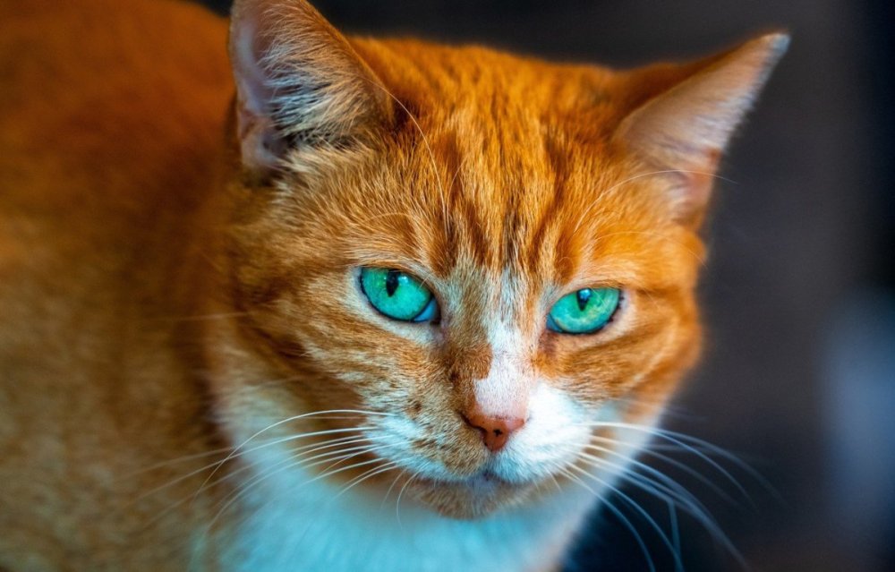 Рыжая кошка с зелеными глазами