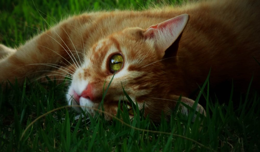 Палевая кошка с зелеными глазами