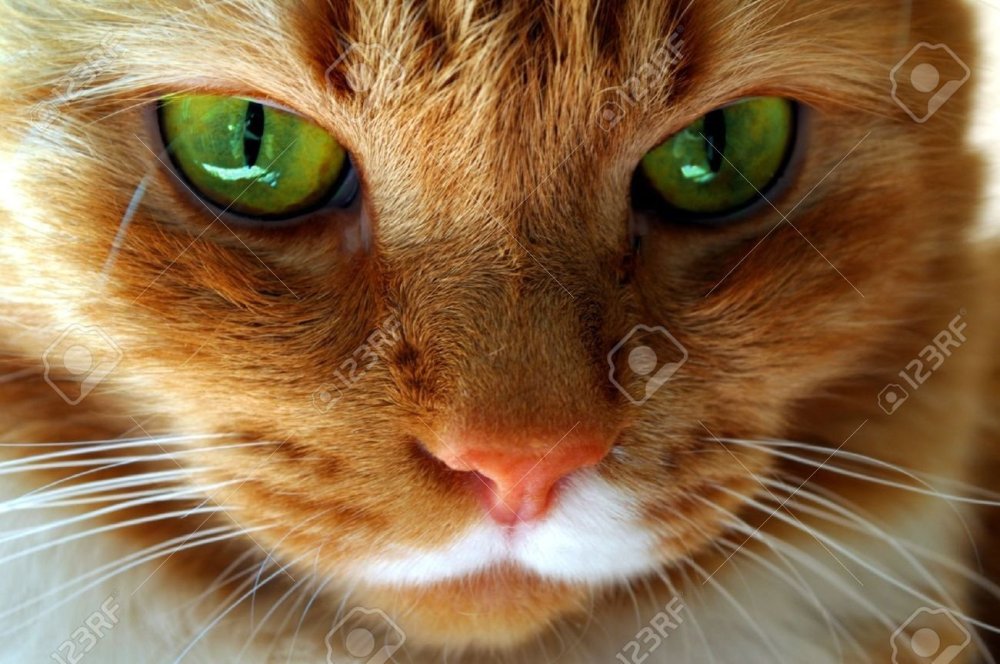 Рыжая кошка