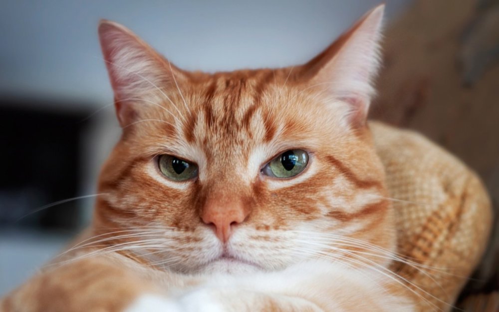 Повесть Васька