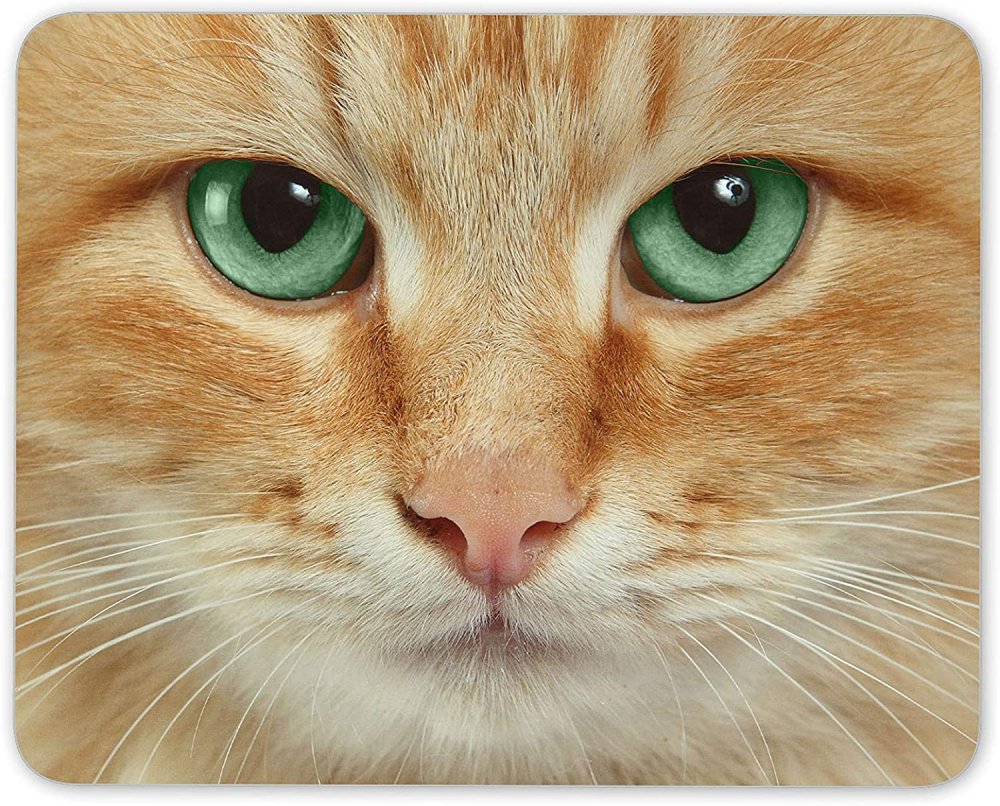 Ава рыжий кот глаз