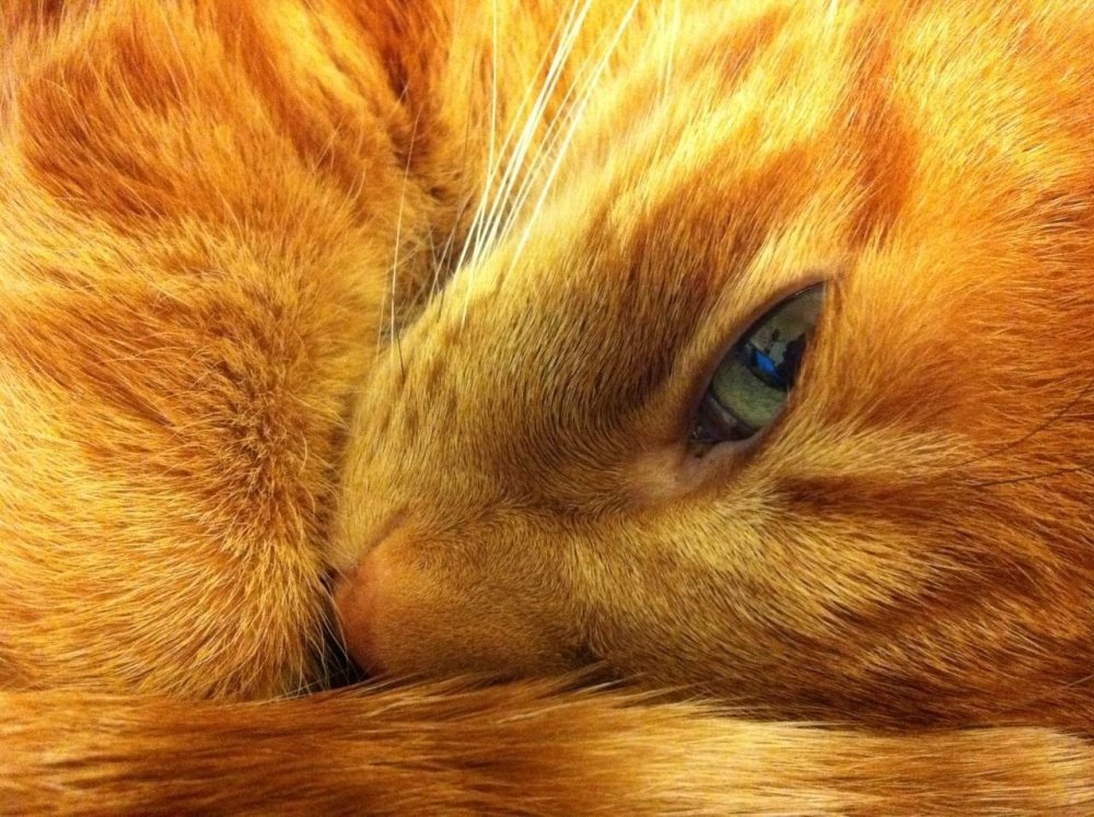 Кот с янтарными глазами