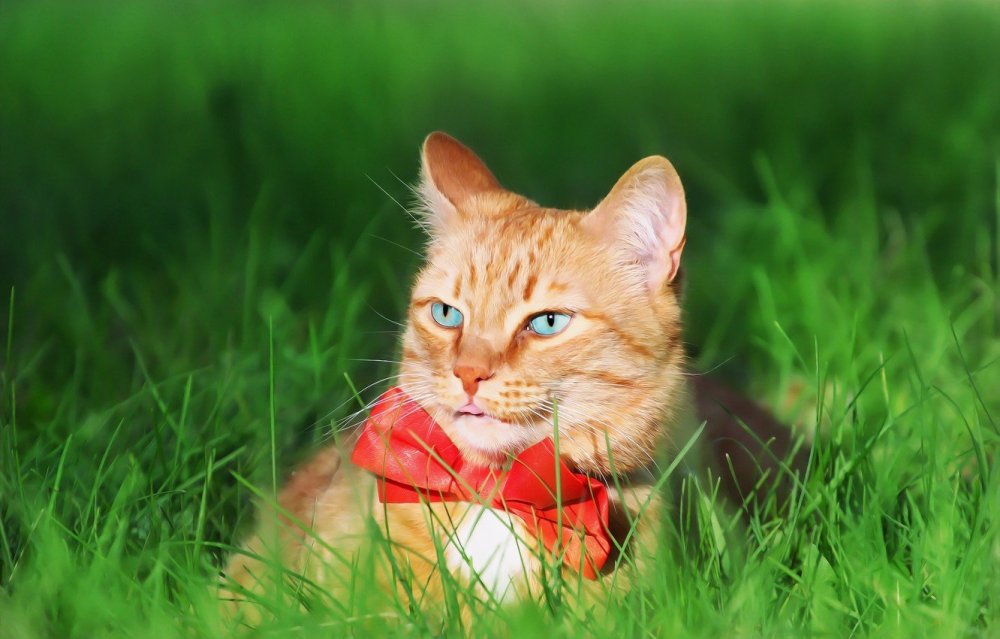 Рыжая кошка с зелеными глазами