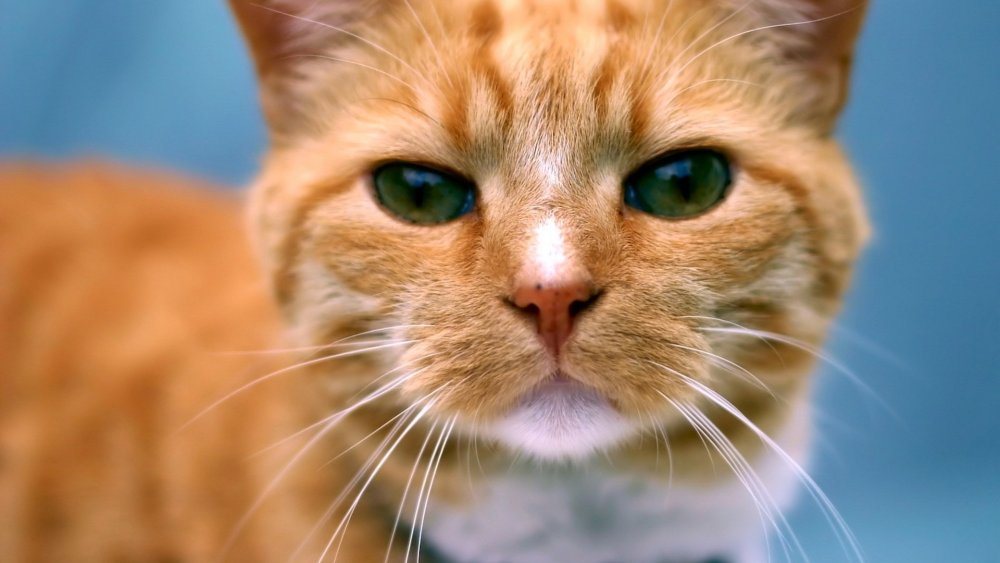 Милый рыжий кот