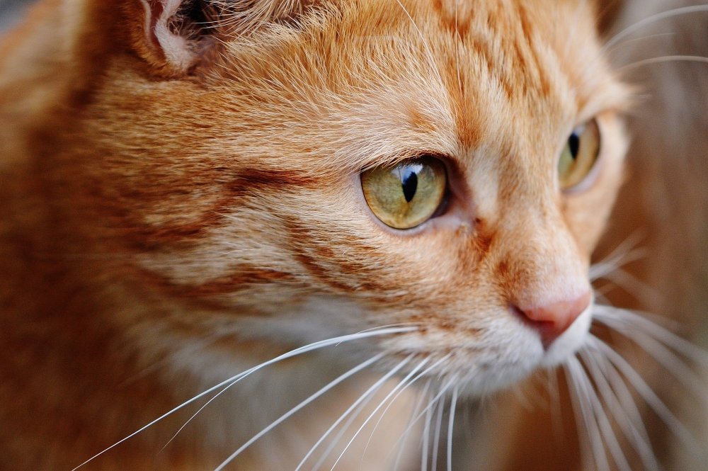 Рыжий кот выглядывает