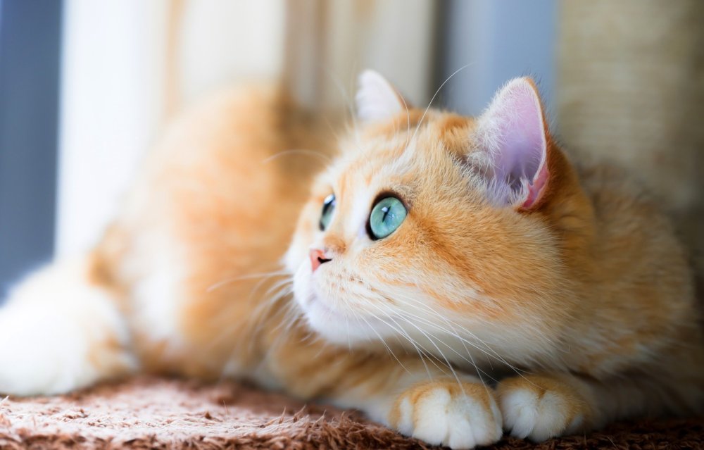 Рыжий кот с желтыми глазами