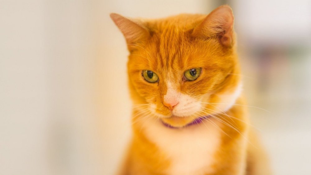 Абиссинская кошка