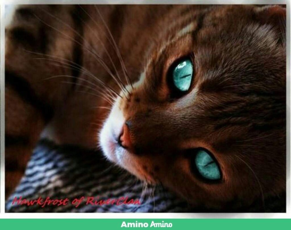 Рыжий кот сверху