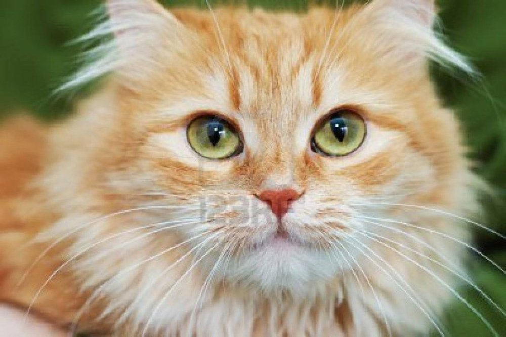 Кошка рыжая с белым