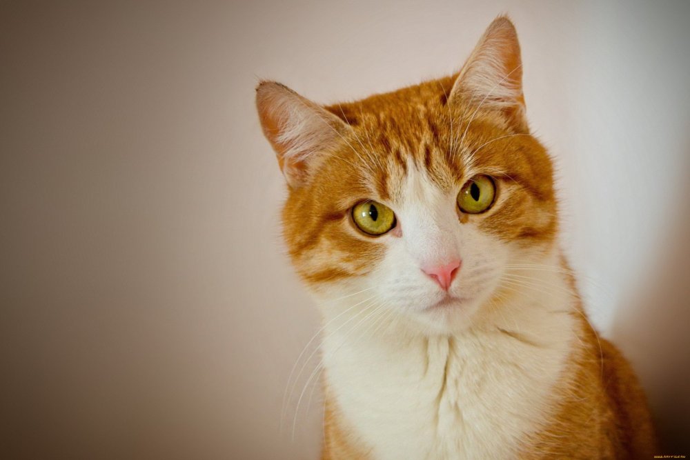 Рыжий кот на рабочий стол