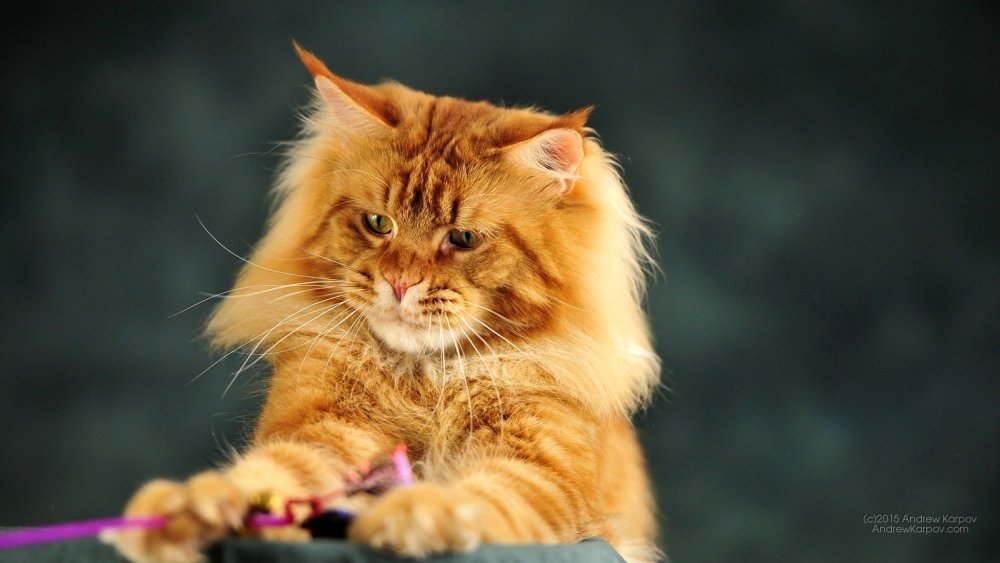 Рыжая длинношерстная кошка