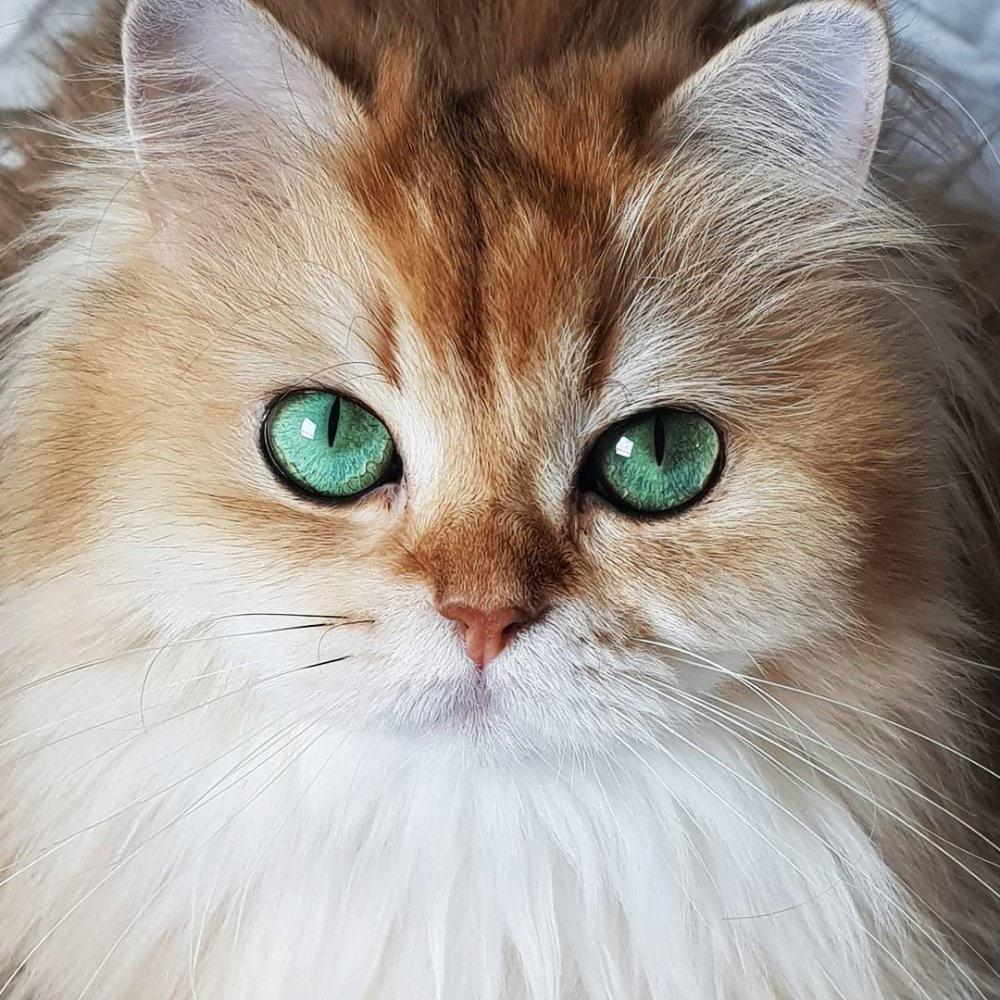 Котики 2048 x 1152