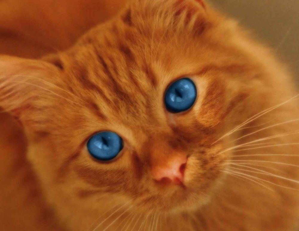 Рыжие коты на картинах