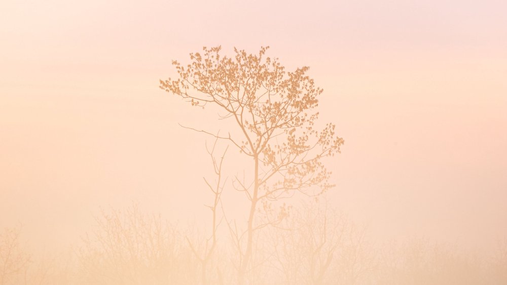 Эстетика в светлых тонах