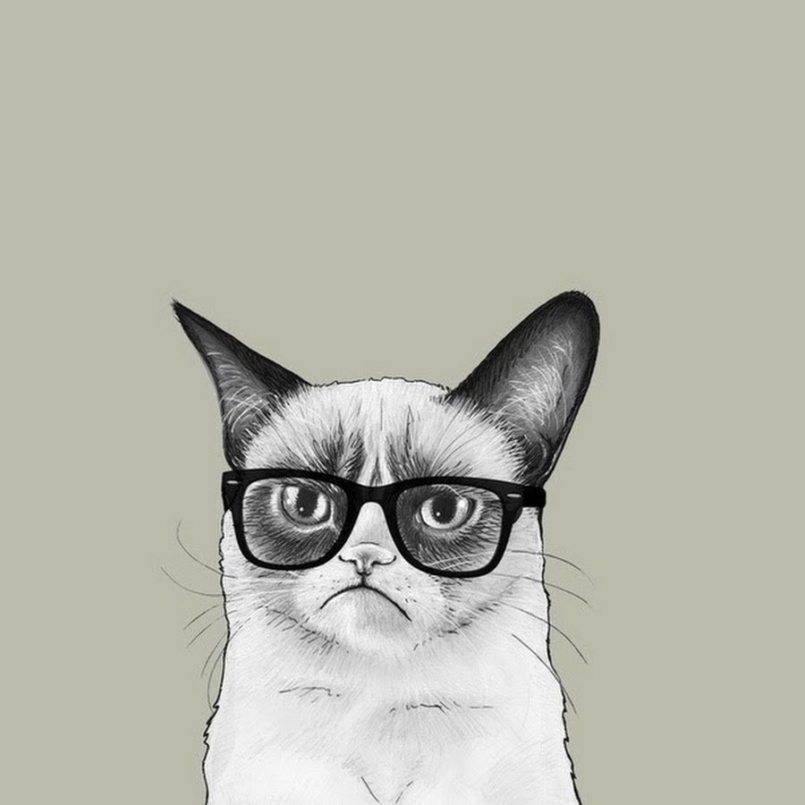 Кот в очках