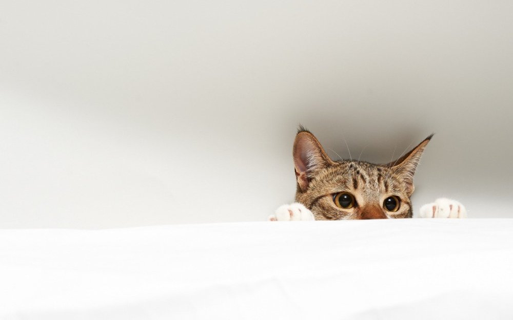 Кошка выглядывает