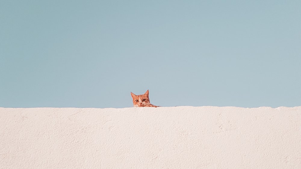 Кот Минимализм