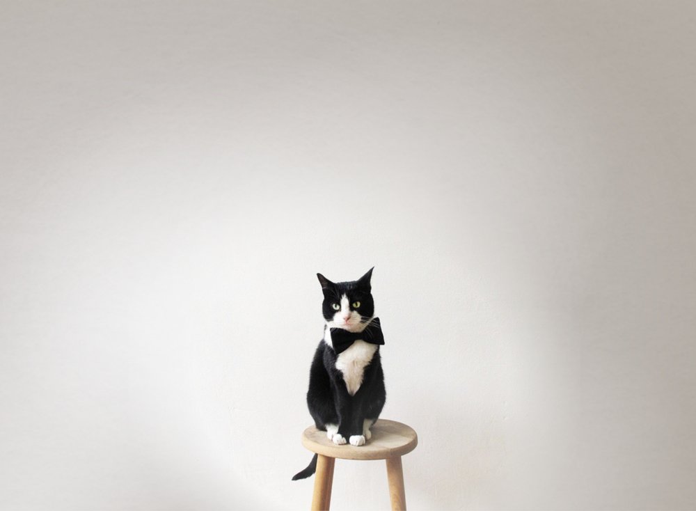 Кот Минимализм