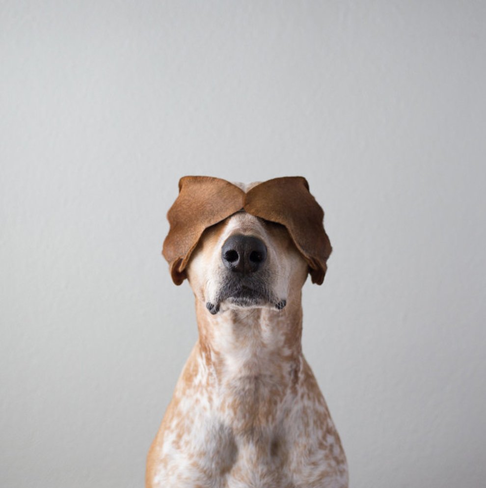 Кунхаунд Мэдди