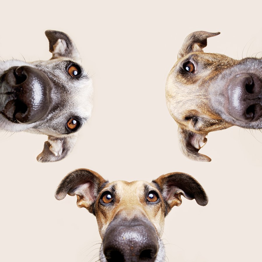Собаки в графическом дизайне
