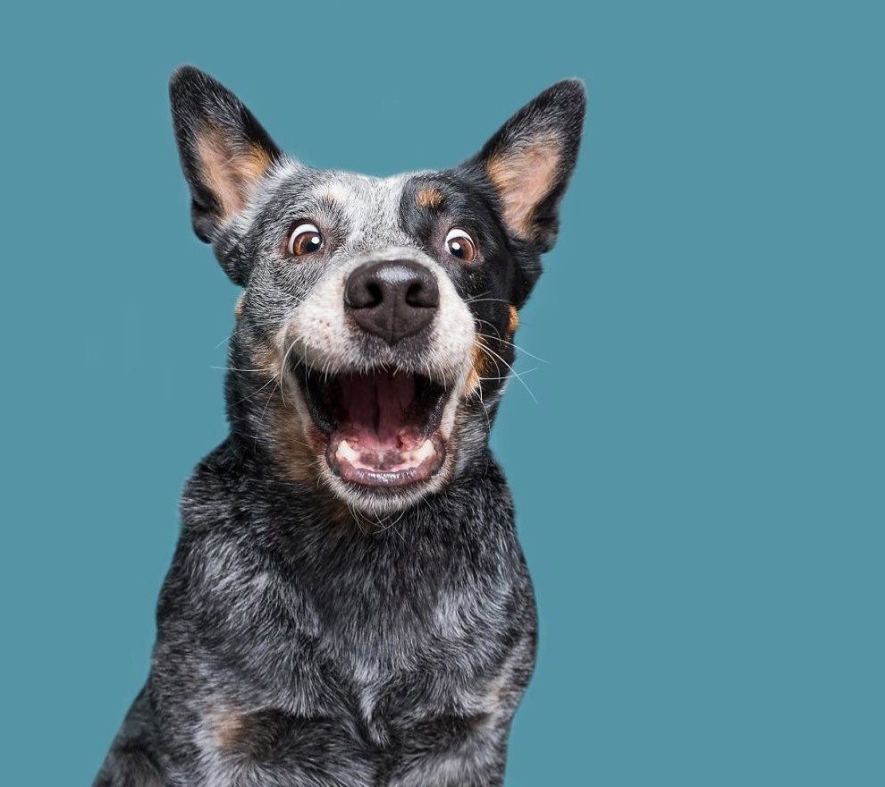 Радостная собака