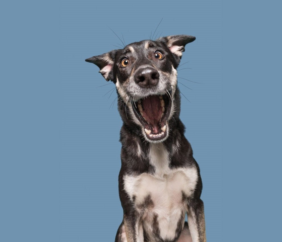 Испуганная собака