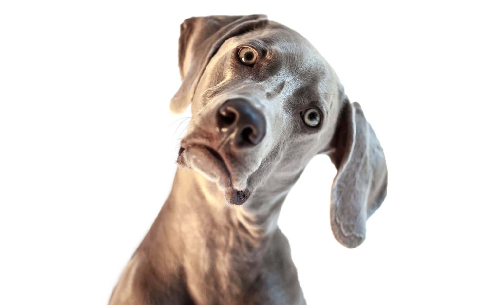 Смешные собаки