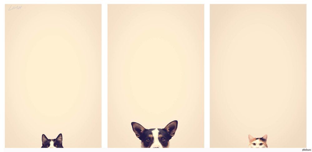 Собака выглядывает из за угла