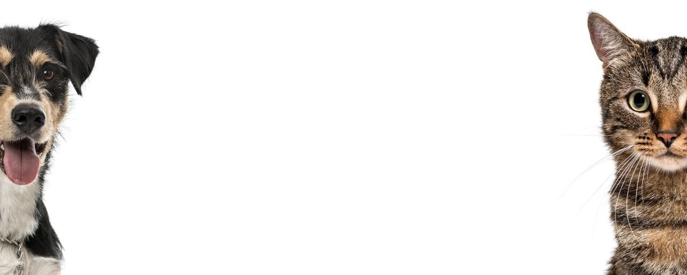 Фон для презентации собаки