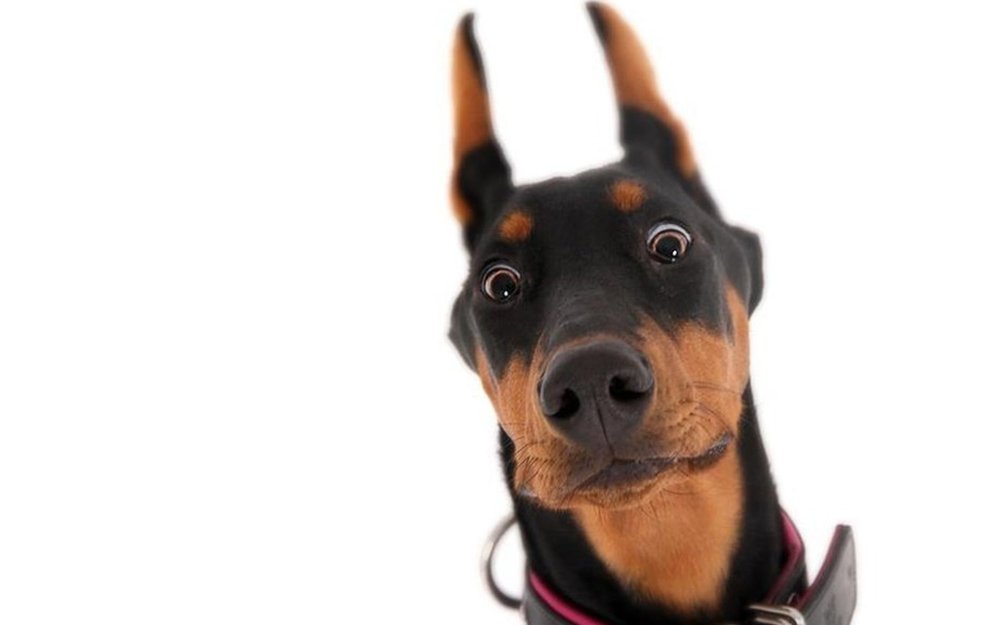 Собака на однотонном фоне