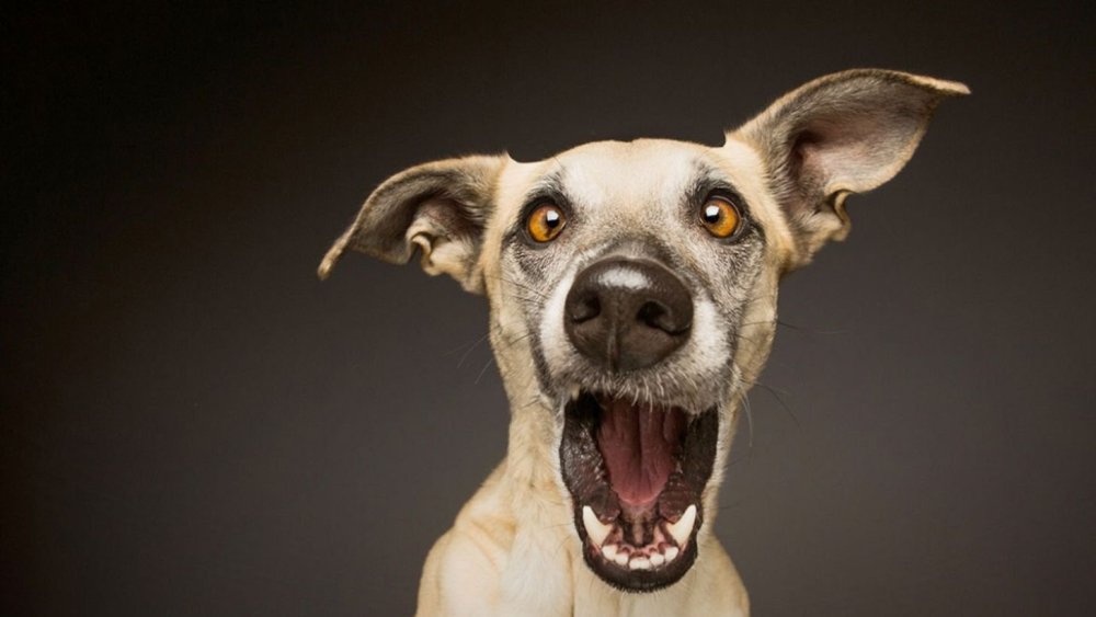 Эльке Фогельзанг