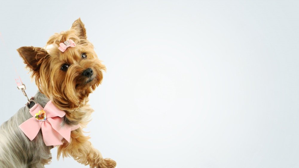 Собака с яркими волосами