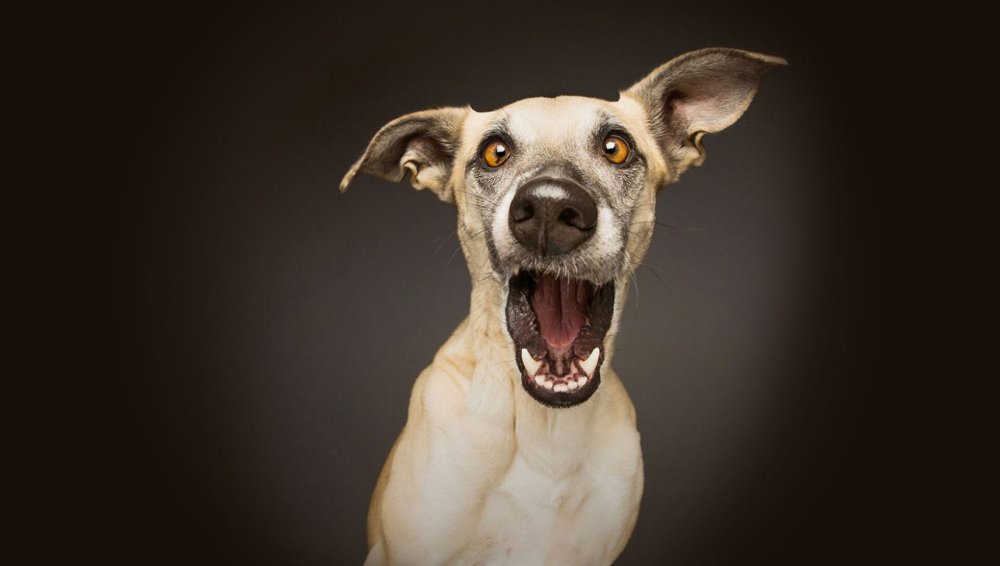 Собака на желтом фоне