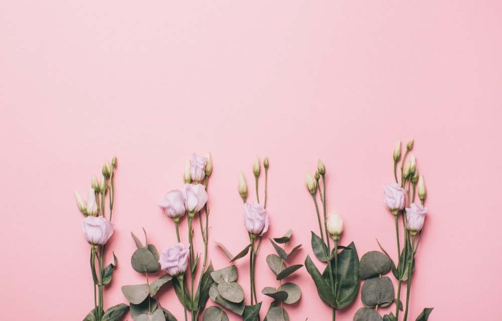 Розовые листья пальмы