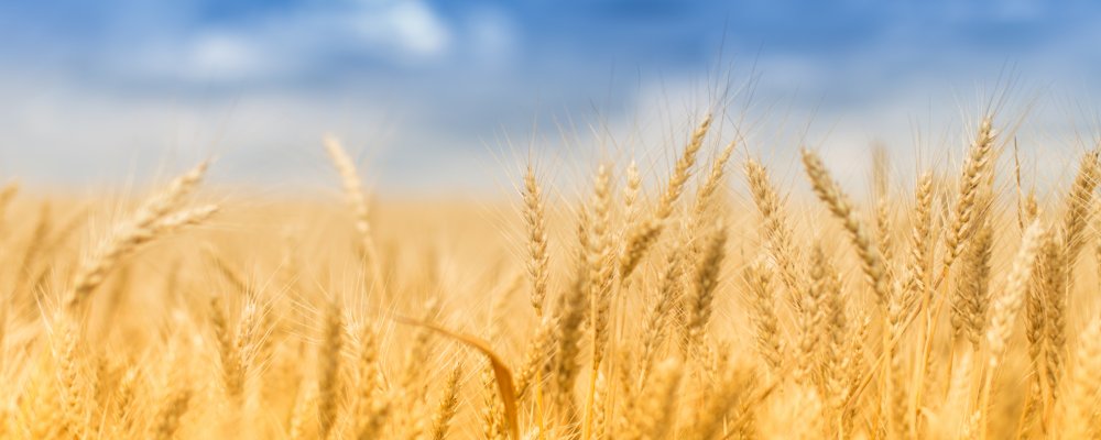 Пшеница на фоне неба
