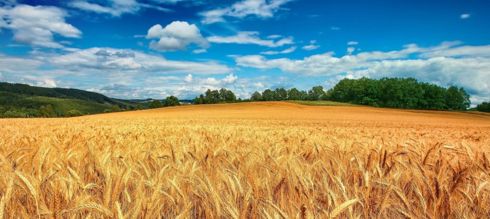 Поле в октябре