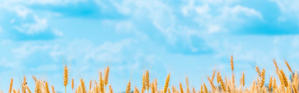 Колосья небо панорама